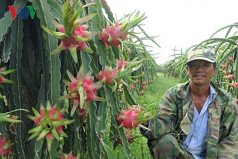 nong dan binh thuan trung lon nho thanh long giu gia cao