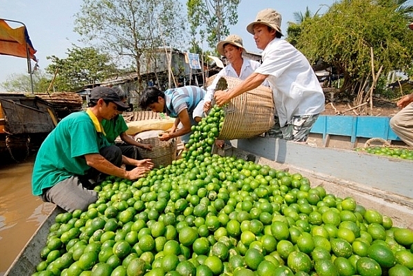 nong san mien tay rot gia the tham