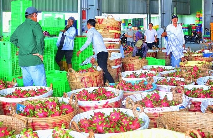 Giá thanh long tăng vụt lên 45.000 đồng/kg gia thanh long tang vut len 45000 dongkg