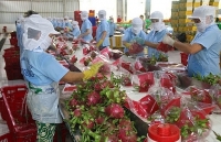 Xúc tiến xuất khẩu sang thị trường Ấn Độ: Hướng gỡ khó kịp thời