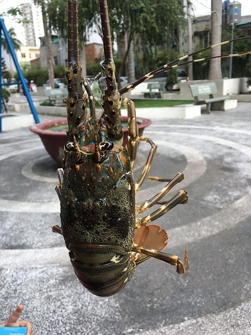 Buôn tôm hùm "giải cứu" giá 300 nghìn đồng/con vẫn lãi đậm buon tom hum giai cuu gia 300 nghin dongcon van lai dam