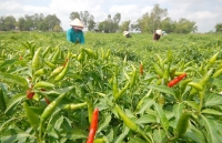 Đầu vụ, ớt rớt giá