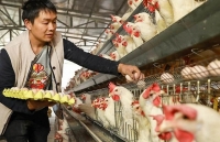 Trung Quốc đối mặt với tình trạng thiếu hụt gia cầm nghiêm trọng do dịch bệnh Covid-19