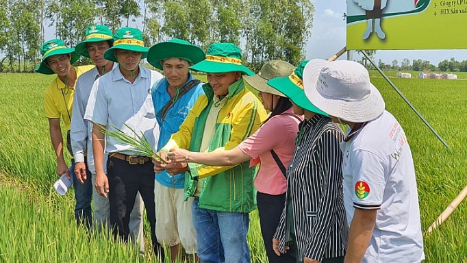 Xây dựng mô hình giống lúa mới và quy trình canh tác lúa tiên tiến ở Sóc Trăng xay dung mo hinh giong lua moi va quy trinh canh tac lua tien tien o soc trang