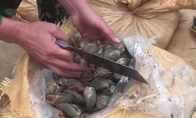 quang ninh bat be go cho 4 tan ngao khong ro nguon goc