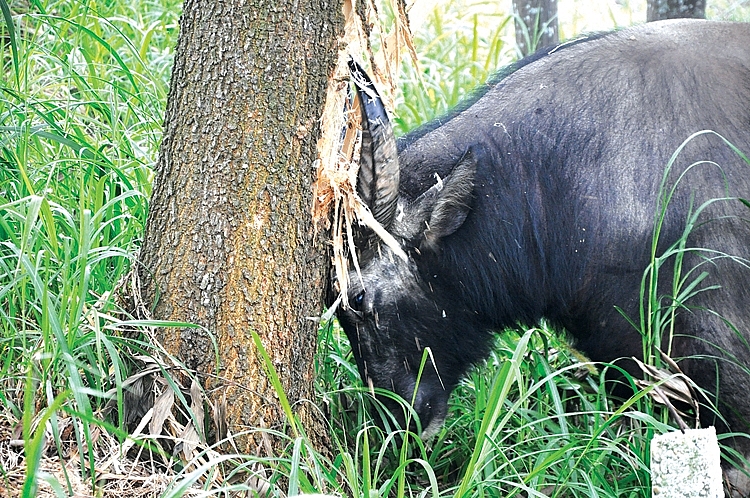 Các ông chủ trâu thường có cách huấn luyện cho trâu riêng