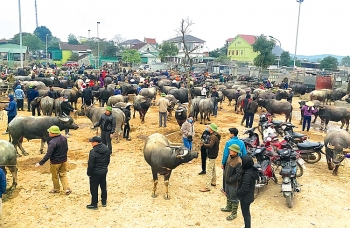 Nhộn nhịp chợ trâu xứ Nghệ