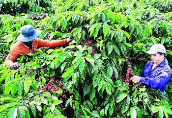 Ngành cà phê Việt Nam: Quyết tâm vượt đại dịch