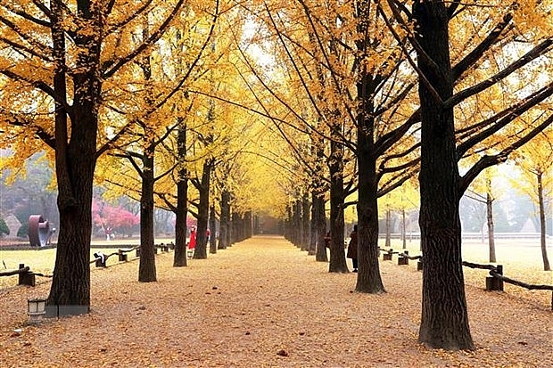 Hàng cây Ngân Hạnh trên đảo Nami, Hàn Quốc đẹp như tranh khi mùa Thu sang