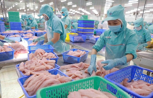 Chế biến cá tra phi lê xuất khẩu