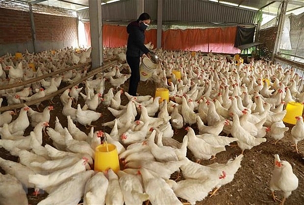 Trang trại chăn nuôi của hộ nông dân Nguyễn Xuân Hiên ở thôn Ngoại, xã Phú Kim, huyện Thạch Thất, Hà Nội Trang trại chăn nuôi của hộ nông dân Nguyễn Xuân Hiên ở thôn Ngoại, xã Phú Kim, huyện Thạch Thất, Hà Nội