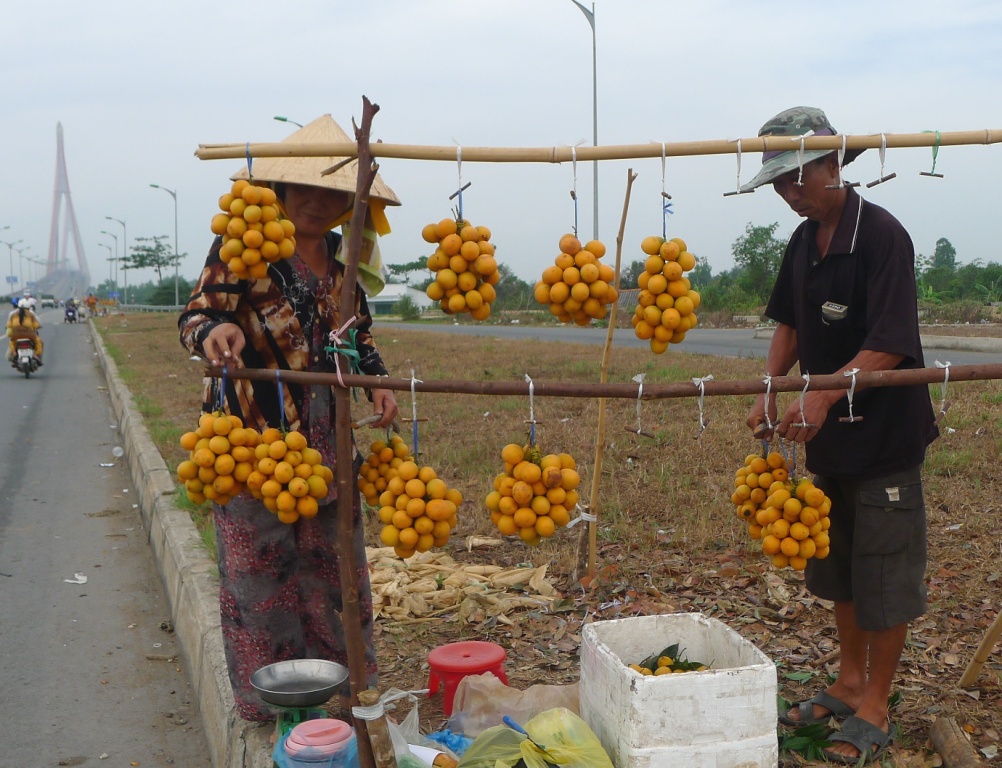 Vào thời điểm này dưới chân cầu Cần Thơ vàng tươi những chùm thanh trà như thế này.