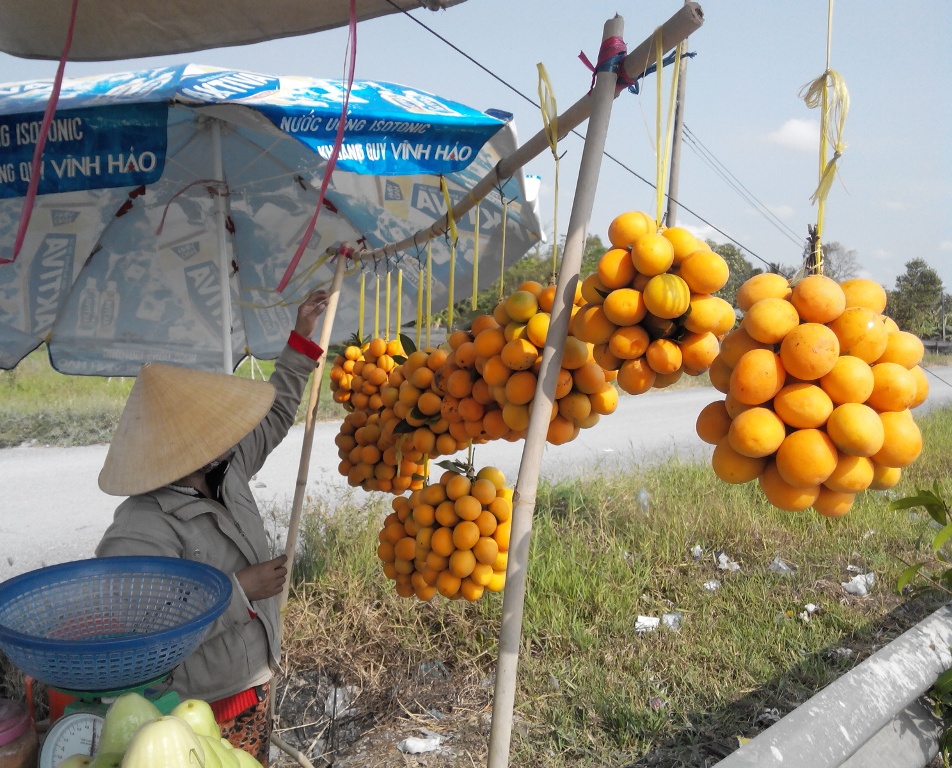 Trái thanh trà có màu vàng cam rất đẹp.