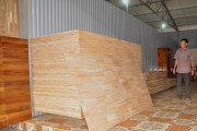 Giúp doanh nghiệp khai thác lợi thế rừng trồng