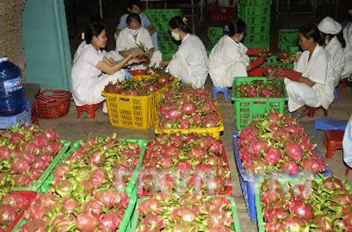 Sơ chế thanh long tại công ty Duy Lan (tỉnh Bình Thuận) để xuất khẩu sang Mỹ. Ảnh: Anh Tuấn/TTXVN