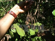 Bình Thuận: Điều có giá thu mua cao nhưng lại bị mất mùa