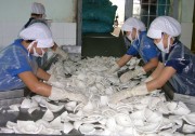 Bến Tre: Vườn dừa xơ xác, doanh nghiệp phải nhập dừa về chế biến
