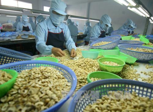 Ngành chế biến điều tại Bình Phước được đánh giá chưa thực sự bền vững. Ảnh: Vũ Sinh/TTXVN