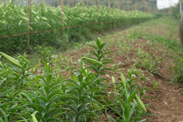 Từ vườn xuống phố, hoa loa kèn đầu mùa đội giá gấp 5-6 lần - Ảnh 5.