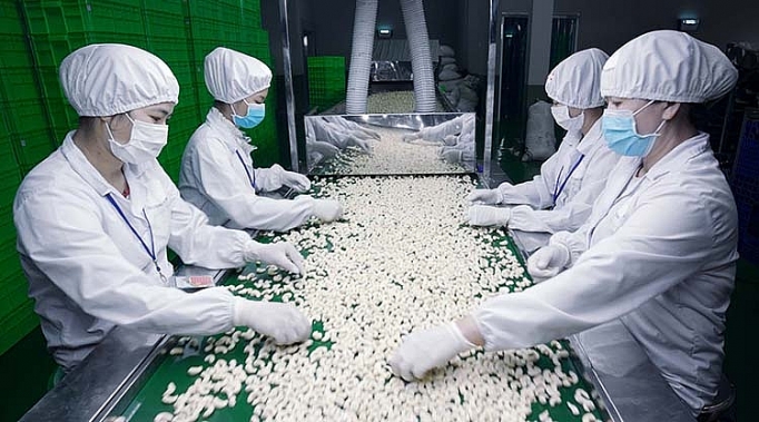 Khuyến công Bình Phước: Tiếp sức cho ngành điều khuyen cong binh phuoc tiep suc cho nganh dieu