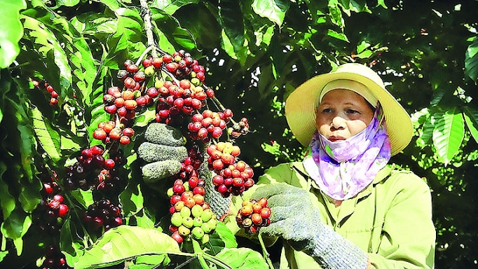 Làm gì để phát triển cà phê đặc sản? lam gi de phat trien ca phe dac san
