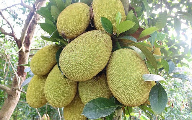 Giá mít Thái siêu sớm tăng mạnh gia mit thai sieu som tang manh