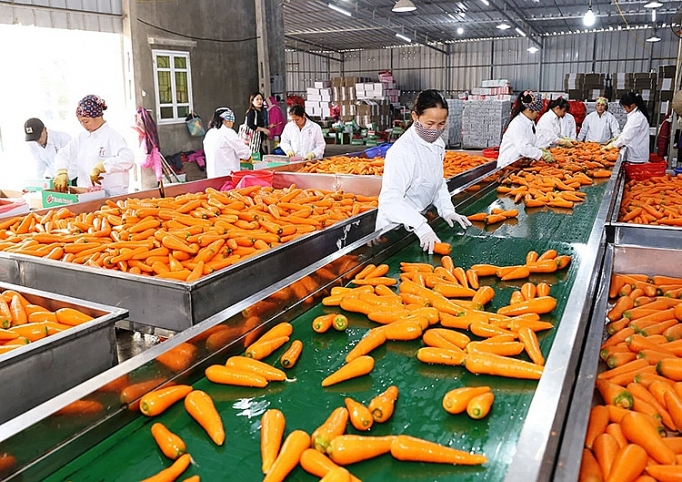 Chế biến cà rốt xuất khẩu trai-ngot-tu-xuc-tien-thuong-mai