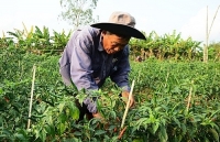 Ớt đầu mùa tăng giá lên 30.000 đồng một kg