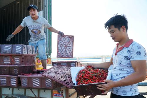 ot dau mua tang gia len 30000 dong mot kg