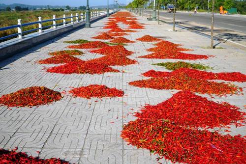 ot dau mua tang gia len 30000 dong mot kg