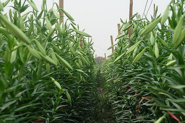 "Thủ phủ" hoa loa kèn bung nở, nông dân Tây Tựu hốt bạc thu phu hoa loa ken bung no nong dan tay tuu hot bac