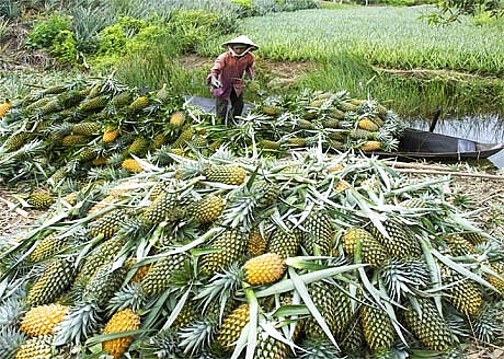 Nông dân xứ Nghệ điêu đứng vì dứa mới vào vụ đã rớt giá thê thảm nong dan xu nghe dieu dung vi dua moi vao vu da rot gia the tham