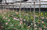 Giá hoa 8/3 giảm sâu, dân Tây Tựu 