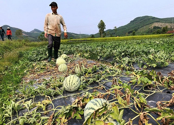 Bi đát cảnh dưa hấu chín rục ngoài đồng, cho không ai lấy bi dat canh dua hau chin ruc ngoai dong cho khong ai lay
