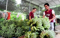 Chuối Tuyên Quang bết bát