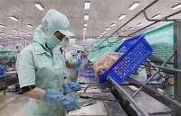 Ngành hàng cá tra trước cơ hội mở rộng, tìm kiếm thị trường mới