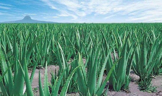 nha dam duoc gia nho lien ket san xuat