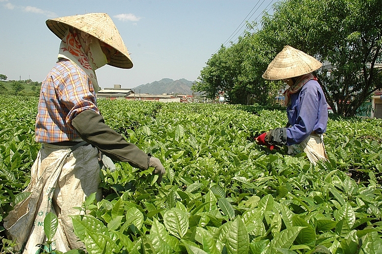 Đẩy mạnh phát triển vùng trồng sạch và hướng vào các sản phẩm chế biến Đẩy mạnh phát triển vùng trồng sạch và hướng vào các sản phẩm chế biến