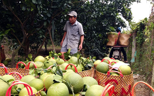 Nhà vườn tỉnh Tiền Giang thu hoạch bưởi da xanh bán giá cao.