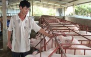 gia lon ha nhiet nhung van o muc cao trong khu vuc