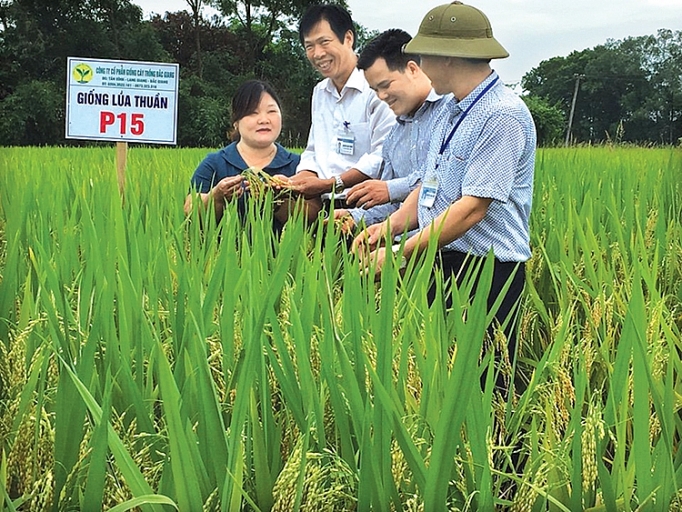 Bắc Giang: Đột phá trong sản xuất nông nghiệp bac giang dot pha trong san xuat nong nghiep