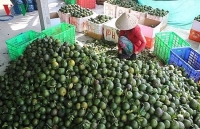 Giá cam sành trái vụ ở Đồng bằng sông Cửu Long tiếp tục giảm mạnh