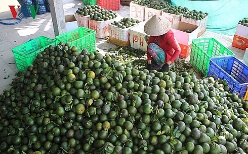 gia cam sanh trai vu o dong bang song cuu long tiep tuc giam manh