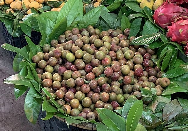 Đắt gấp đôi hàng ngoại, mận Việt chua chát 300 ngàn đồng/kg vẫn cháy hàng dat gap doi hang ngoai man viet chua chat 300 ngan dongkg van chay hang