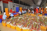 Trái cây dần tiếp cận thị trường khó tính