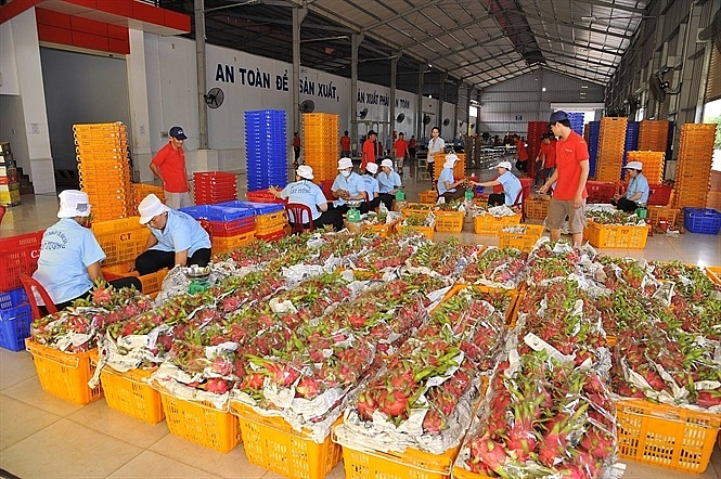 Trái cây dần tiếp cận thị trường khó tính trai cay dan tiep can thi truong kho tinh