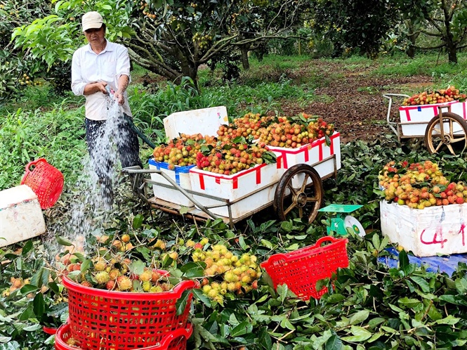 Trái cây dần tiếp cận thị trường khó tính trai cay dan tiep can thi truong kho tinh