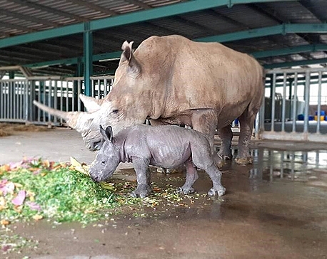 lien tiep thu hiem sinh no tai ngoi nha dong vat nam chau vinpearl safari