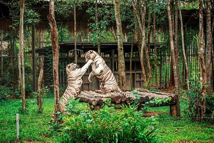 lien tiep thu hiem sinh no tai ngoi nha dong vat nam chau vinpearl safari