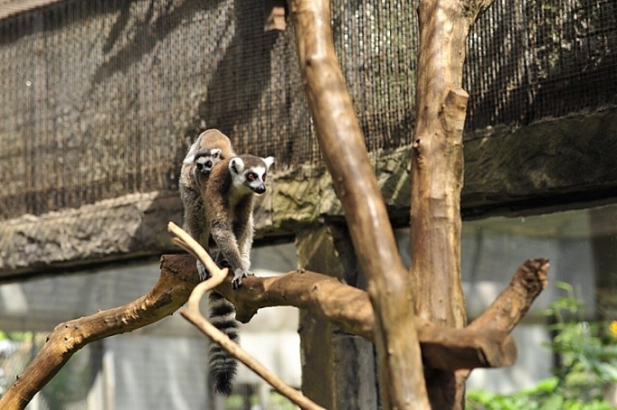 lien tiep thu hiem sinh no tai ngoi nha dong vat nam chau vinpearl safari